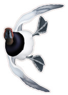 NEW! Canvasback Drake #4 Decal