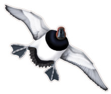 NEW! Canvasback Drake #5 Decal