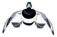 NEW! Greater Scaup Drake #2 Decal