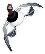 NEW! Redhead Drake #3 Decal