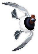 NEW! Redhead Drake #4 Decal