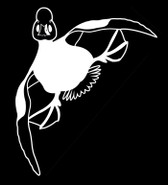 Common Goldeneye Drake #1 White Vinyl Decal
