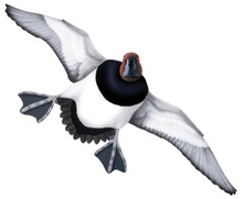 Canvasback Drake #5 PVC Garage Duck