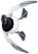 Canvasback Drake #4 PVC Garage Duck