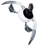 Canvasback Drake #3 PVC Garage Duck