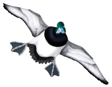 Greater Scaup Drake #5 PVC Garage Duck