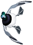 Greater Scaup Drake #4 PVC Garage Duck