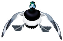 Greater Scaup Drake #2 PVC Garage Duck