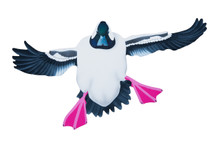 NEW! Bufflehead Drake #2 Hand Painted Original