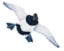 NEW! Canvasback Drake #5 Hand Painted Original