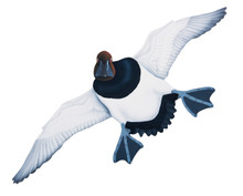 NEW! Canvasback Drake #6 Hand Painted Original