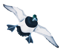 NEW! Greater Scaup Drake #5 Hand Painted Original