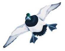 NEW! Greater Scaup Drake #6 Hand Painted Original