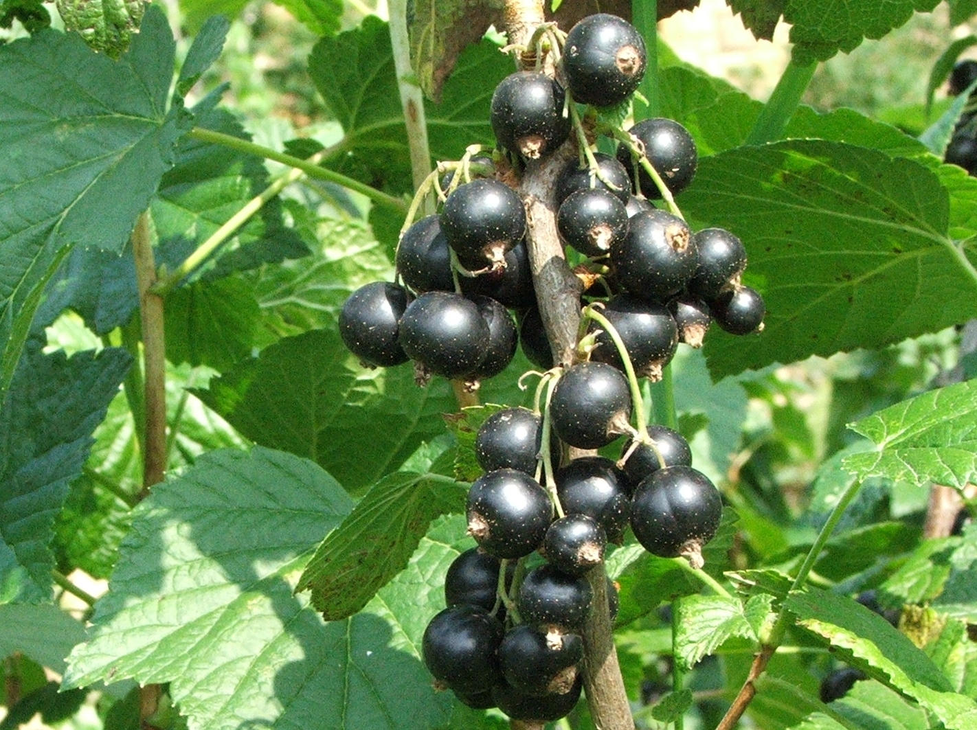 ribes-nigrum-a1.jpg