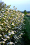Aronia bushes in flower