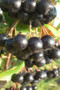 Viking aronia berries ready to pick 