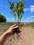 Bare root aronia