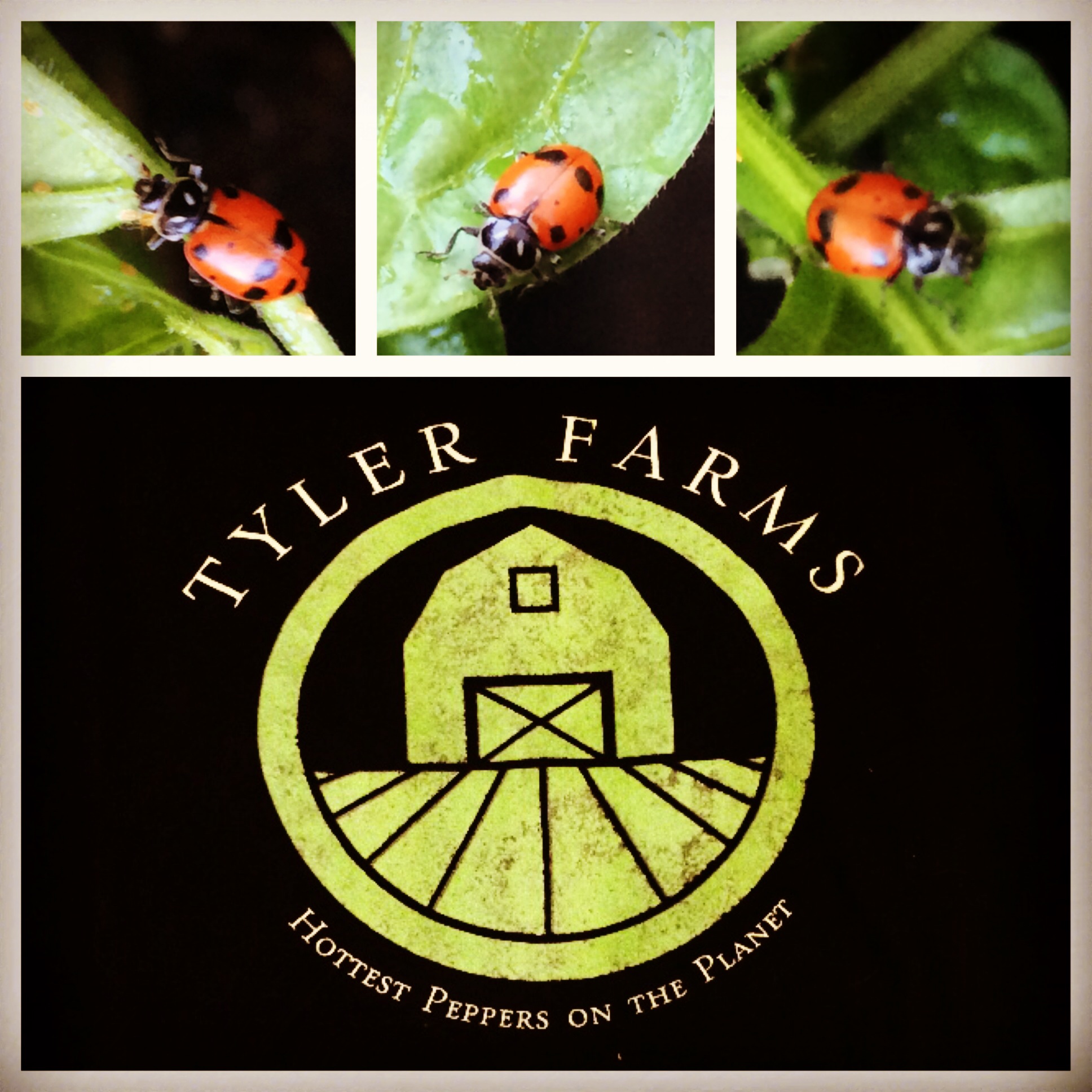 tyler-farms-ladybugs.jpg