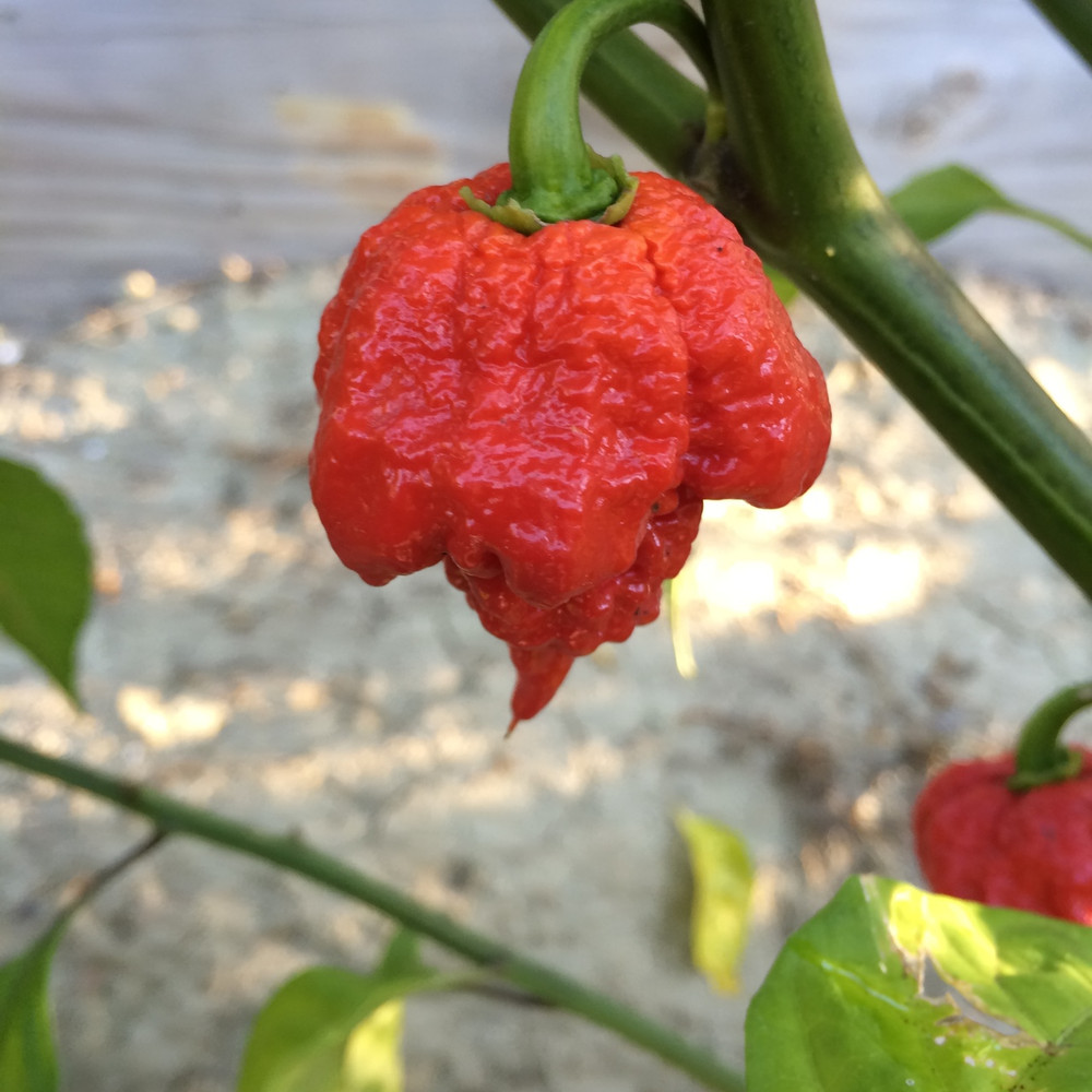 carolina reaper pepper seeds tyler farms