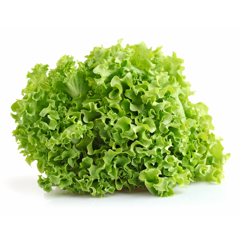 Buy Organic Curly Green Lettuce In Bali Free Delivery buy-organic-curly-green-lettuce-in-bali-free-delivery