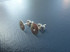 Earstud Blanks with 8mm Pad - 10 pairs