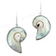 1 5/16" 925 Silver Nautilus Shell Iridescent Blue Earrings