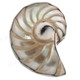  1 1/8" genuine ridged nautilus shell 925 sterling silver ring