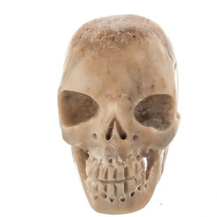 Cabochon Deer Antler Carving Skull Deer 7/8-1"(22-25mm)