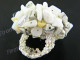 2mm Glass Seed Beads Mixed Gem Chips White Ring