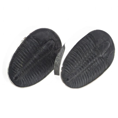 3/4" INTACT GENUINE UTAH TRILOBITE FOSSIL 925 STERLING SILVER POST earrings