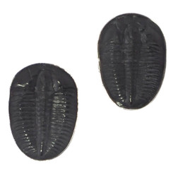 3/4" INTACT GENUINE UTAH TRILOBITE FOSSIL 925 STERLING SILVER POST earrings