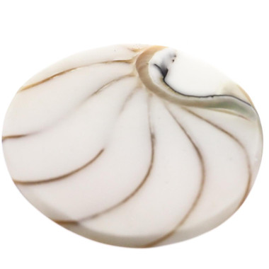 1 5/8" GENUINE EXPOSED CHAMBER NAUTILUS SHELL WHITE BEAD CAB cabochon
