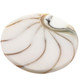 1 5/8" GENUINE EXPOSED CHAMBER NAUTILUS SHELL WHITE BEAD CAB cabochon