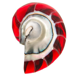 2 1/8" EXPOSED CHAMBER NAUTILUS SHELL RED RESIN FILL FOCAL BEAD CAB cabochon