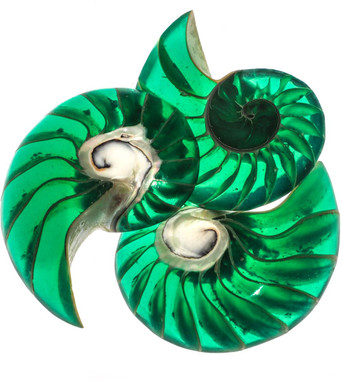 2 1/8" GENUINE EXPOSED CHAMBER NAUTILUS SHELL GREEN FOCAL BEAD CAB cabochon