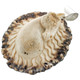 2 5/8" HANDCARVED HORSE EQUESTRIAN DEER ANTLER BURR 925 STERLING SILVER pendant
