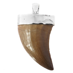 925 Silver Genuine Mosasaurus Shark Tooth Fossil Sterling Pendant,1 3/4"