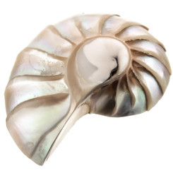 Genuine Paisley Nautilus Shell Focal Bead Cab Cabochon, 1 3/4"