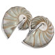 925 Silver Lusterous Paisley Pattern Nautilus In Sterling Clip-on Earrings, 1"