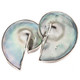 925 Silver Blue Iridescent Nautilus Shell In Sterling Clip-on Earrings, 1"