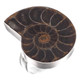 925 Silver Ammonite Fossil Fossil Sterling Adj Sz 8 Ring