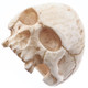 1" Mens Biker Jawless Skull Hand Carving Antique Stained Bison Bone Ring 