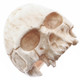 1" Mens Biker Jawless Skull Hand Carving Antique Stained Bison Bone Ring 