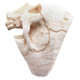 1" Mens Biker Jawless Skull Hand Carving Antique Stained Bison Bone Ring 