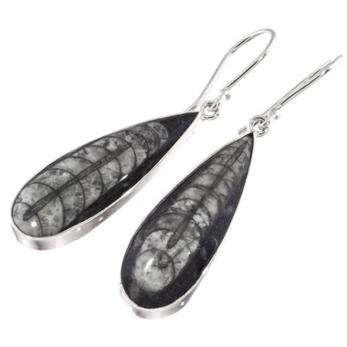 925 Silver Pear Moroccan Orthoceras Fossil Sterling Teardrop Earrings, 1 1/4"