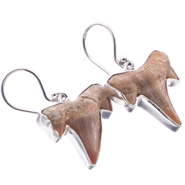 925 Silver Genuine Otodus Shark Tooth Fossil Sterling Earrings, 7/8"