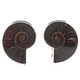 925 Silver Ammonite Fossil Sterling Clip-on Earrings, 1"
