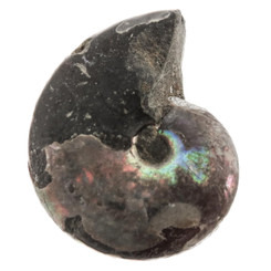 Natural Opal Iridescent Ammolite Ammonite Fossil Fossil, 1"