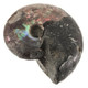 Natural Opal Iridescent Ammolite Ammonite Fossil Fossil, 1"