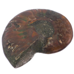 Natural Opal Iridescent Ammolite Ammonite Fossil Fossil, 1 1/2"